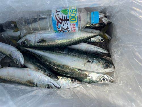 マサバの釣果