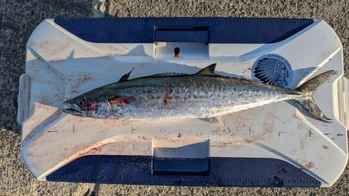 サゴシの釣果