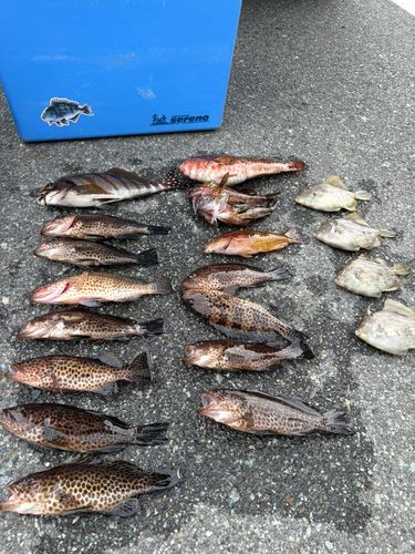 釣果
