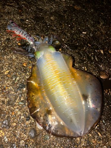 アオリイカの釣果