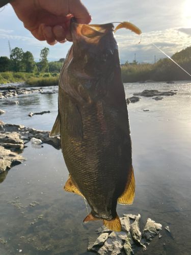 スモールマウスバスの釣果