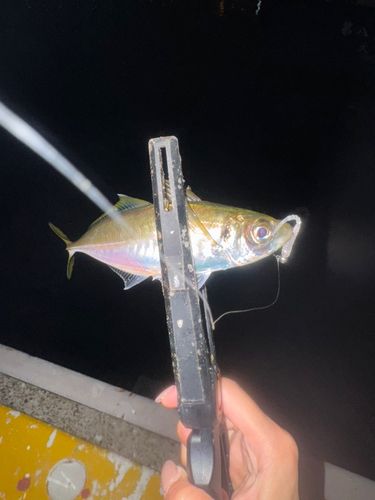 釣果