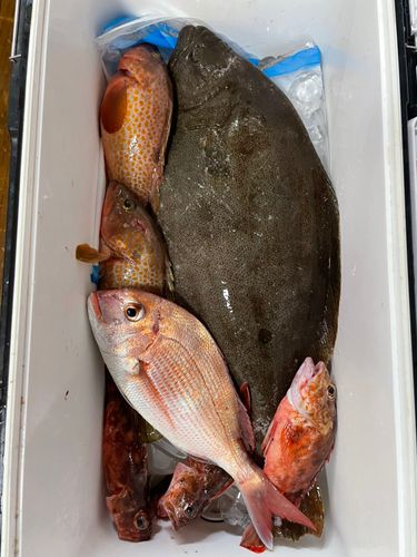 マダイの釣果