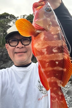 アカハタの釣果