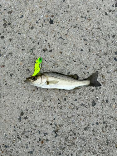 シーバスの釣果