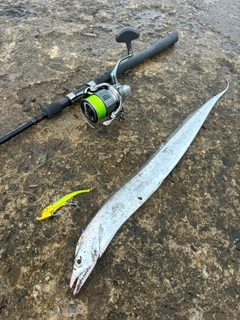 タチウオの釣果