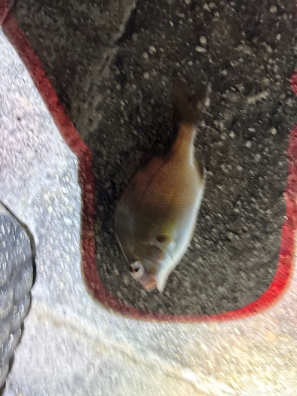チャリコ