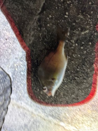 チャリコの釣果