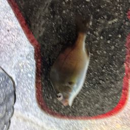 チャリコ