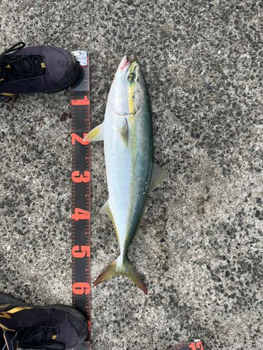 ワラサの釣果
