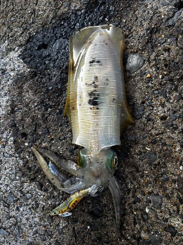 アオリイカの釣果