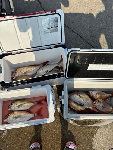 マダイの釣果