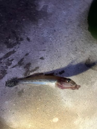 ハゼの釣果
