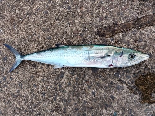 釣果