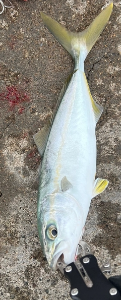フクラギの釣果