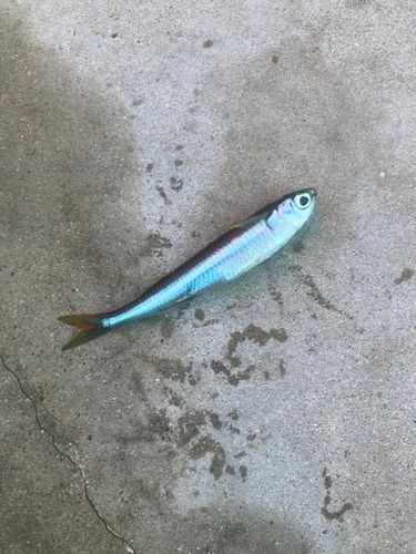 イワシの釣果