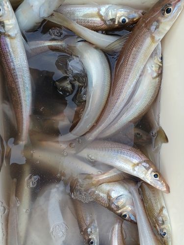 シロギスの釣果