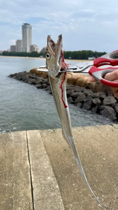 タチウオの釣果