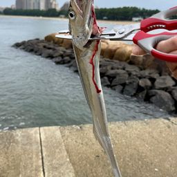 タチウオ