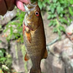 スモールマウスバス