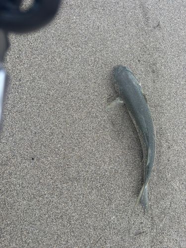 ボラの釣果