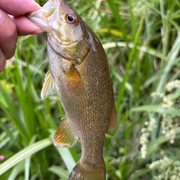 スモールマウスバス