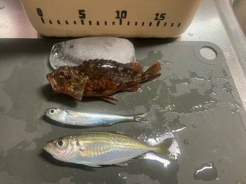 アジの釣果