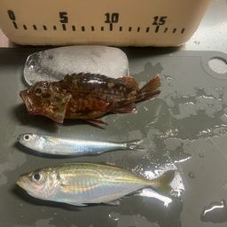 アジ