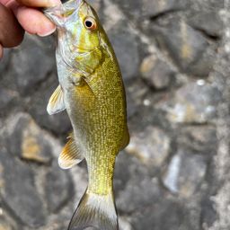 スモールマウスバス