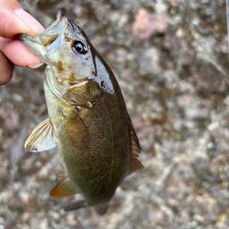 スモールマウスバス