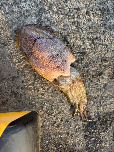 コウイカの釣果