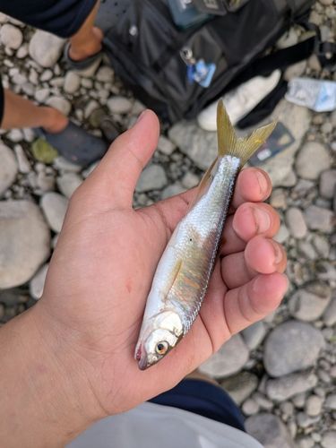 オイカワの釣果