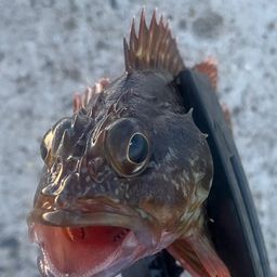 カサゴ