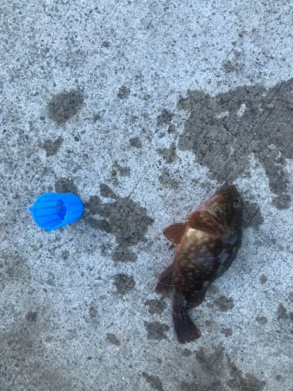 カサゴ