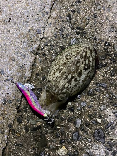コウイカの釣果
