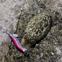 コウイカ