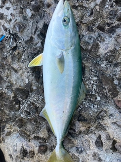 フクラギの釣果