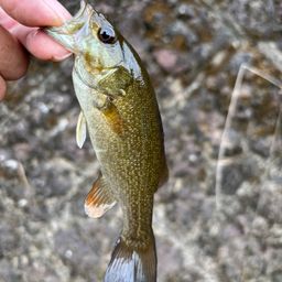 スモールマウスバス