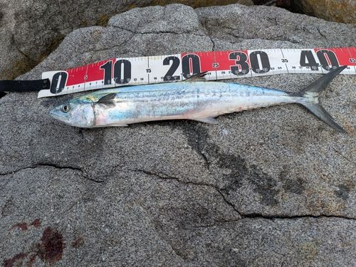 サゴシの釣果