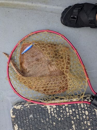 アカエイの釣果