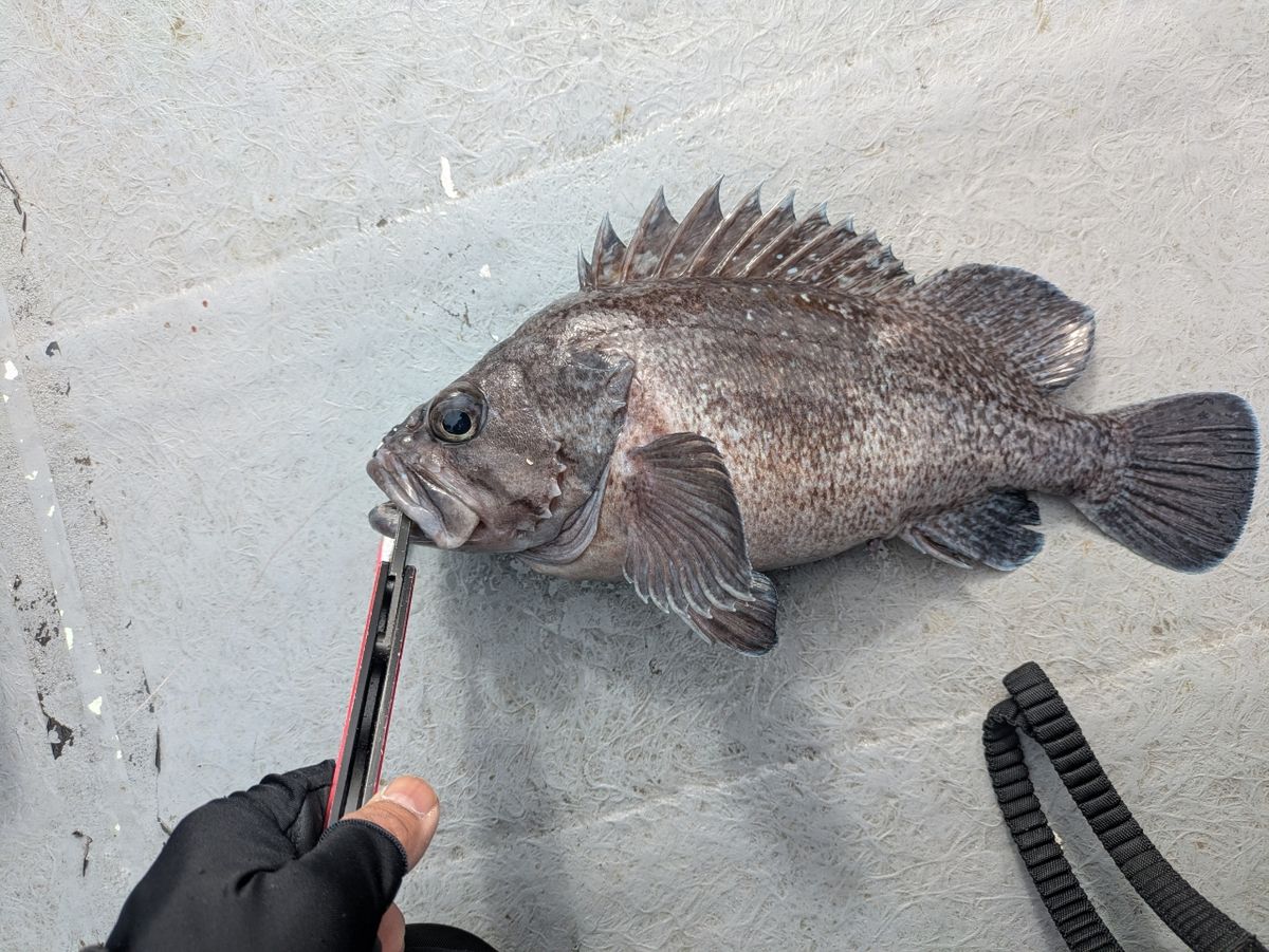 千春RossoNeroさんの釣果 2枚目の画像