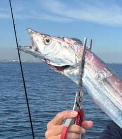タチウオの釣果