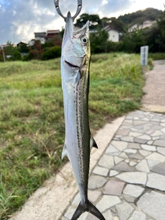 サゴシの釣果