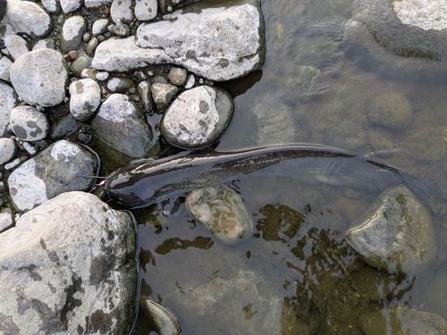 ニホンナマズの釣果