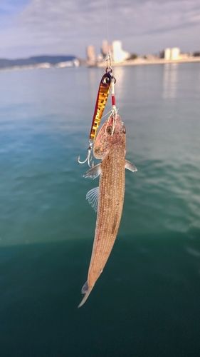 エソの釣果