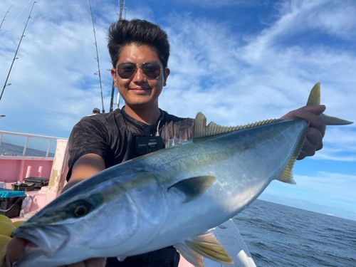 イナダの釣果