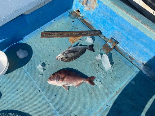 マダイの釣果