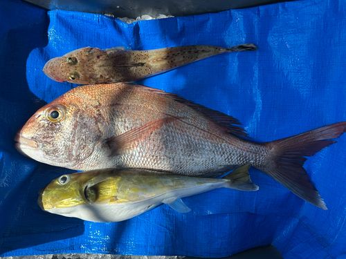 マダイの釣果