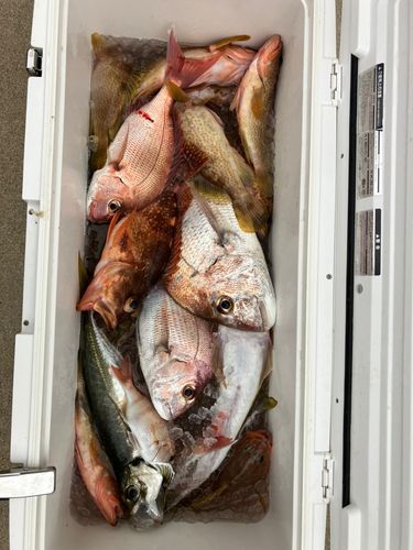 キジハタの釣果