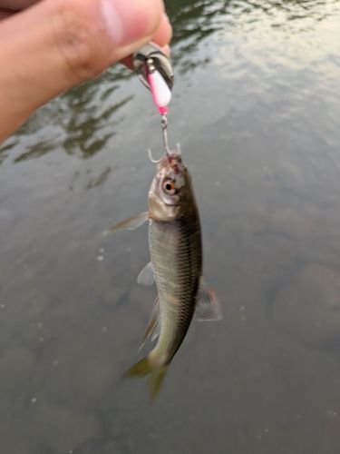 オイカワの釣果